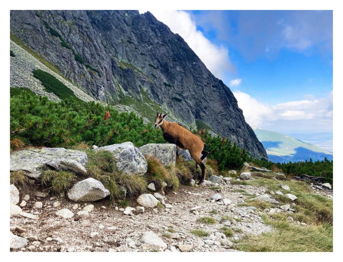 Willa Danielka Zakopane Exteriör bild