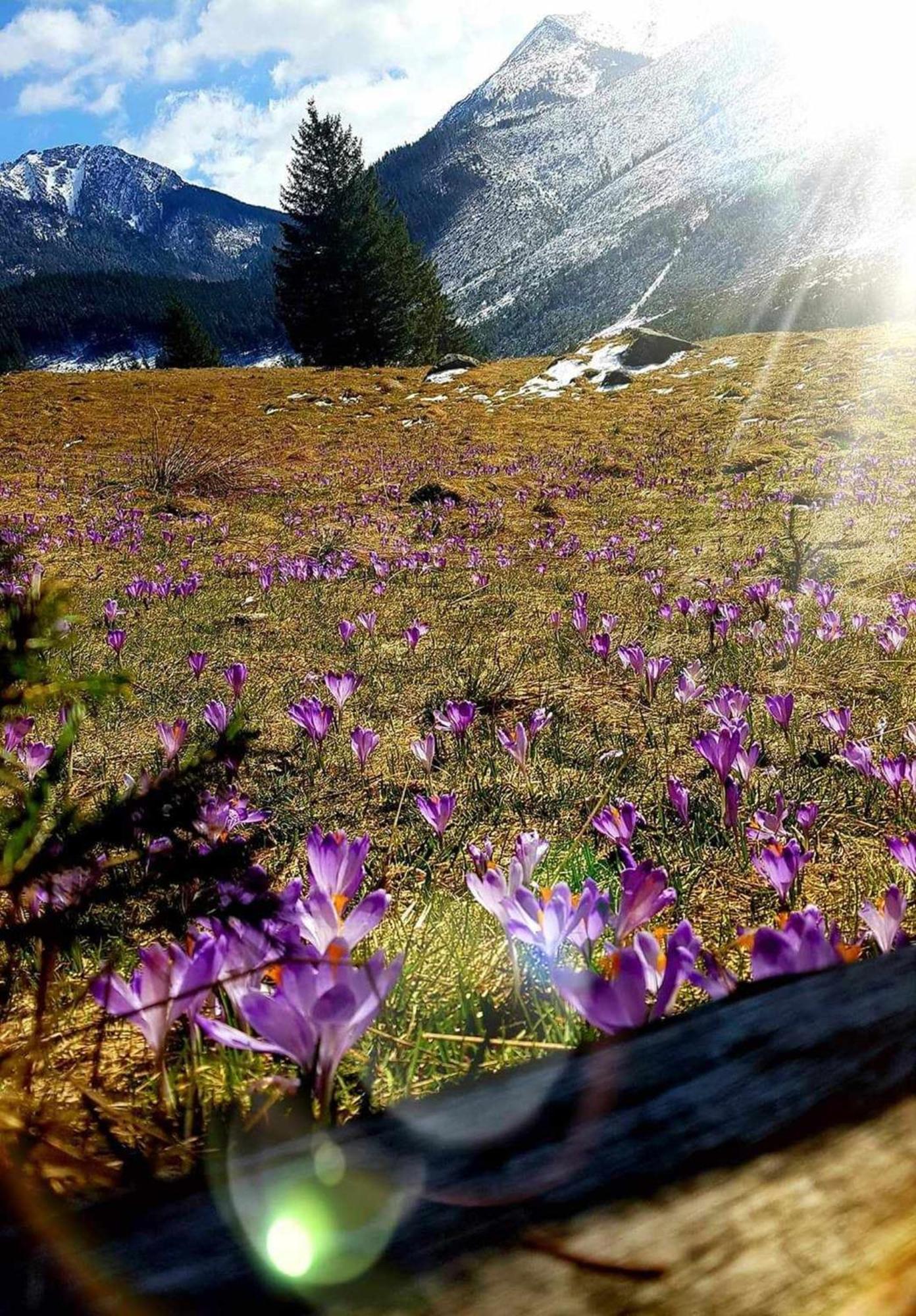 Willa Danielka Zakopane Exteriör bild